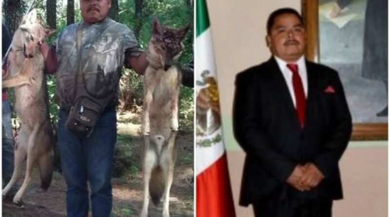 Acusan a regidor de Áporo, Michoacán, de cazar lobos