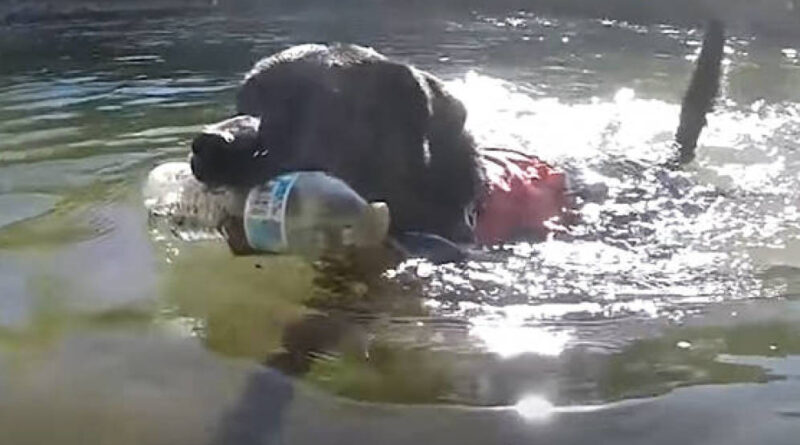 Chipper, el perro amante del reciclaje que limpia los ríos y parques: Vídeo