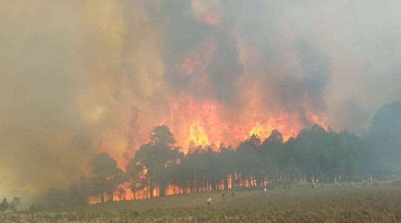 Incendio forestal consume cientos de hectáreas en Veracruz