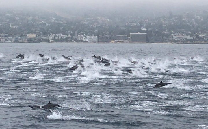 surfista capta a decenas de delfines cerca de su bote