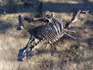 Encuentran macabra mutilación en toros