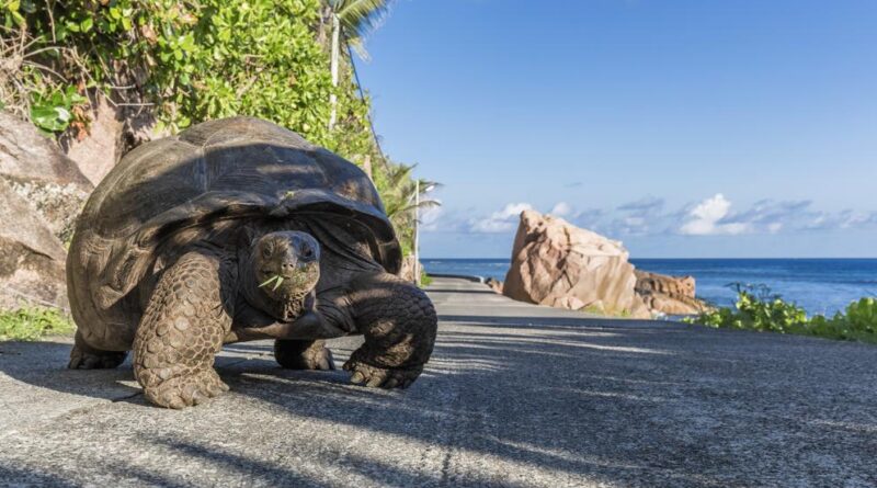 A los 344 años muere Alagba, la tortuga más vieja de África
