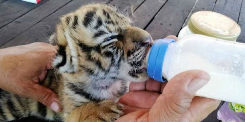 Llaman ‘Covid’ a tigre recién nacido en Veracruz
