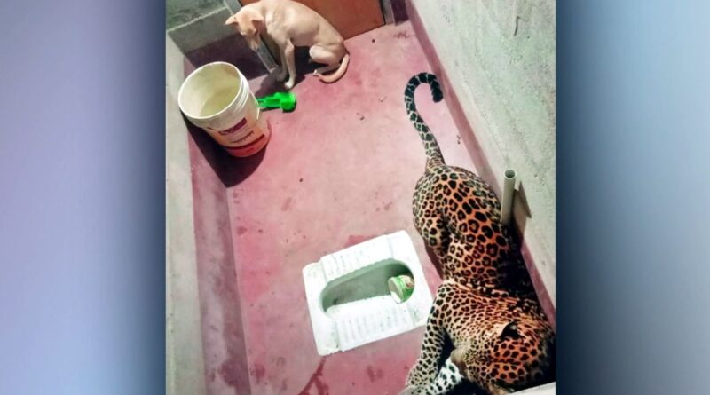 ¿Por qué un perro y un leopardo terminaron encerrados en un baño en India?